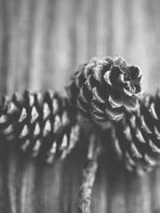 Shen Ning, Ran, Bo J